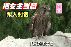 大叔救了4只“小鹰”，一年后还能跟人对话，被催找女朋友视频封面