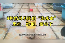养花8种情况不能用“淘米水”，高手都知道视频封面