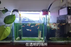 孔雀鱼原缸生小鱼要换水吗？穷养鱼操作不当，母鱼摇头晃脑地死去