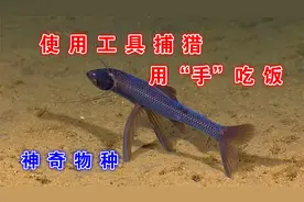 海洋中的神奇生物：第1个会使用工具，第2个直接用“手”吃饭