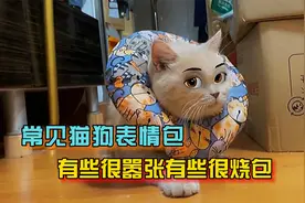 4张常见猫狗表情包出处，有些太嚣张有些却很绿茶视频封面