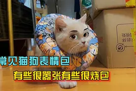 4张常见猫狗表情包出处，有些太嚣张有些却很绿茶视频封面