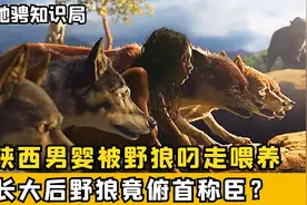 陕西男婴被野狼叼走喂养，村民说他狼王转世，长大野狼俯首称臣？视频封面