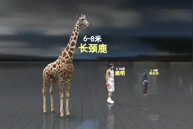 40秒看懂珠峰有多高：世界最大动物如蝼蚁，等于3913个姚明叠加视频封面