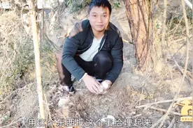 柒剑谷：活了20几年，才知道鹅生了蛋还会把蛋埋起来，这鹅真聪明视频封面