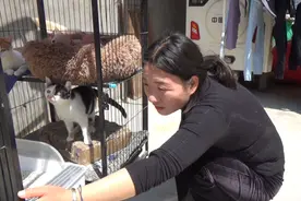 收养了半年的流浪猫，主人说啥它都会应声，好像能听懂人话一样视频封面