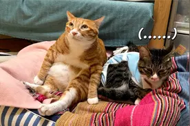 大黄：妹，家里来了只陌生的猫，我把它哈走了，你说我做得对吗？视频封面