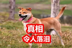 中华田园犬为何不易生病，知道真相后，爱狗人士纷纷落泪视频封面