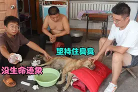 金毛早产加难产，看着实在太可怜了，要不要听小吉的把小狗掏出来视频封面