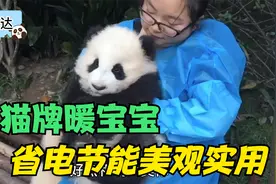 熊猫宝宝睡不醒，于是被饲养员当成捂手的暖宝宝，省电节能还实用视频封面