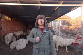 养100只羊需要投资多少成本,可以赚多少钱?养殖小伙说出了大实话视频封面