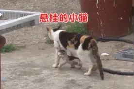 猫咪悬挂在妈妈胸前，简直生不如死