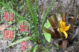 小草独脚仙茅是个宝，俗称：风湿草、肾阳草，中年男性炖汤好处多