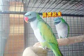 网友家的鹦鹉只要听到音乐，就会跟着舞曲跳舞，卡点卡的很准去！视频封面