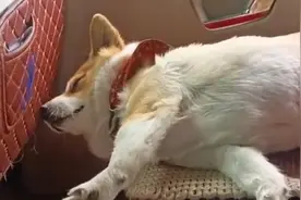 狗子陪主人被困车里6天6夜，神情举止几乎崩溃：“难兄难弟”视频封面