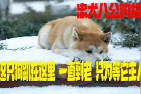 这是一只忠心的狗，苦等主人十余年，直到生命结束视频封面