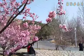 清明假期出游小记，带爸妈游青岛即墨马山，风和日丽，景色迷人视频封面