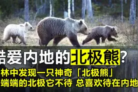 “北极熊”不在北极呆着，跑到森林来干啥？竟是只神奇的白色棕熊视频封面