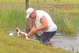 勇武！美大爷水中徒手掰开鳄鱼嘴救下幼犬 自己全程还淡定叼着烟视频封面