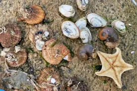 小伙沙滩赶海寻宝，挖开沙子发现一堆扇贝和“恐龙蛋”，激动坏了视频封面