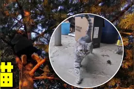 战斗民族的猫咪也很强悍？爬高上低仨人都抓不住它，太厉害了！视频封面