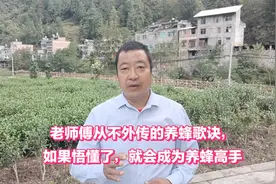 老师傅从不外传的养蜂歌诀，如果悟懂了，就会成为养蜂高手