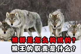 狼群是怎么构成的？狼王的职责是什么，它会面临怎样的结局？视频封面