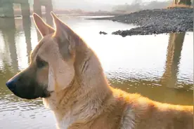 土狗南方多立耳，北方土狗多塌耳，养狗看地域区分