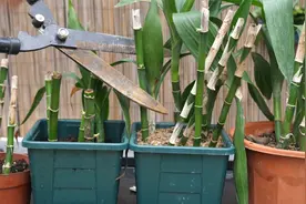 垃圾堆捡的富贵竹剪一刀之后，长根冒芽了视频封面