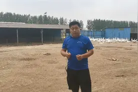 小鹅得了重感冒以后，该怎么合理治疗配药？老张给你讲关键点！视频封面