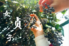 女贞子还能用来泡酒。动手制作女贞子酒，强腰膝、清明目