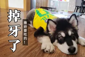狗狗牙掉了，改善伙食，饭后运动量惊人！！视频封面