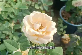 11种常见切花月季品种，很多花束都是用这些品种制作