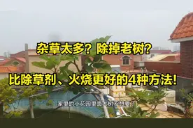 比火烧、除草剂好？花盆“老树根、杂草”，这4种方法很有效视频封面