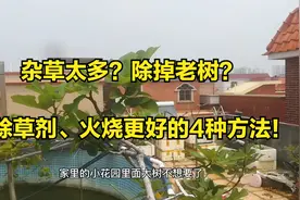 比火烧、除草剂好？花盆“老树根、杂草”，这4种方法很有效视频封面