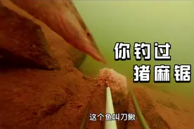 钓鱼高手秘籍？农村小伙用鸡蛋开饵，发现了罕见鱼种！视频封面