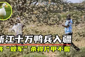 浙江10万鸭兵入新疆，灭蝗大军强势出击，将“蝗军”杀的片甲不留视频封面