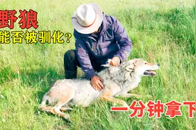 野生狼能否被驯化？大叔一分钟拿下，隔着屏幕都觉得害怕视频封面