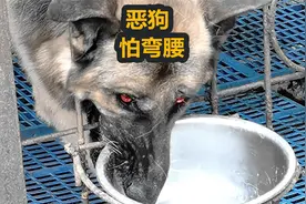 狗的弱点在这，恶狗怕弯腰，农村小孩都懂的秘诀视频封面