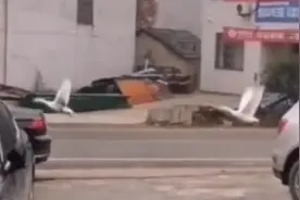 公路上货车快速驶过，三只大鹅追着汽车飞，上百米过后不落下风！视频封面