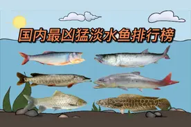 国内最凶猛的十大淡水鱼类，你见过几种？