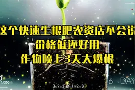 这个快速生根肥农资店不会说，价格低还好用，作物喷上3天大爆根视频封面