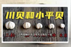 川贝和小平贝长相十分相似，但是价格相差10倍，您可以这样辨别。视频封面
