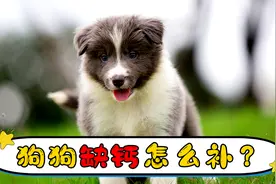 狗狗缺钙怎么补视频封面