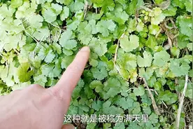 铺地生长的野草，我们叫它“满天星”，摘回家煮鸡蛋汤很不错