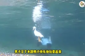 男子带宠物鸭出门玩水，还跟它们在水底互动，太有爱了视频封面