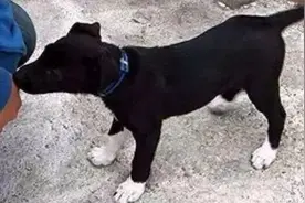 狗“四蹄踏雪”，老人不让养，尾巴带白不能抱回家视频封面