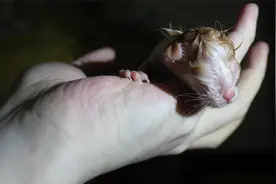 猫咪生孩子咬脐带吃胎盘视频封面