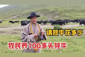 藏族人家里100多头牦牛值多少？请人放牛1万多，牛不卖钱从哪里来