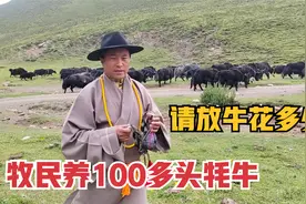 藏族人家里100多头牦牛值多少？请人放牛1万多，牛不卖钱从哪里来